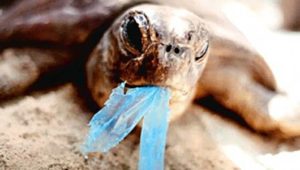 turtle-plastic
